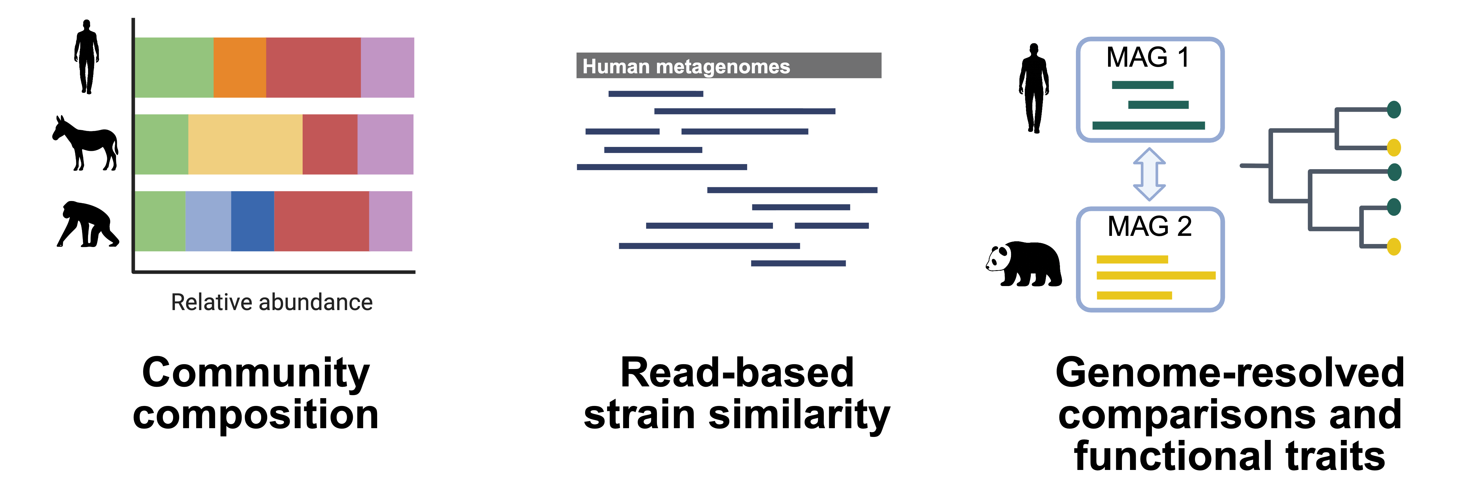 Three complementary approaches for investigating microbiome humanization and strain sharing between humans and captive animals