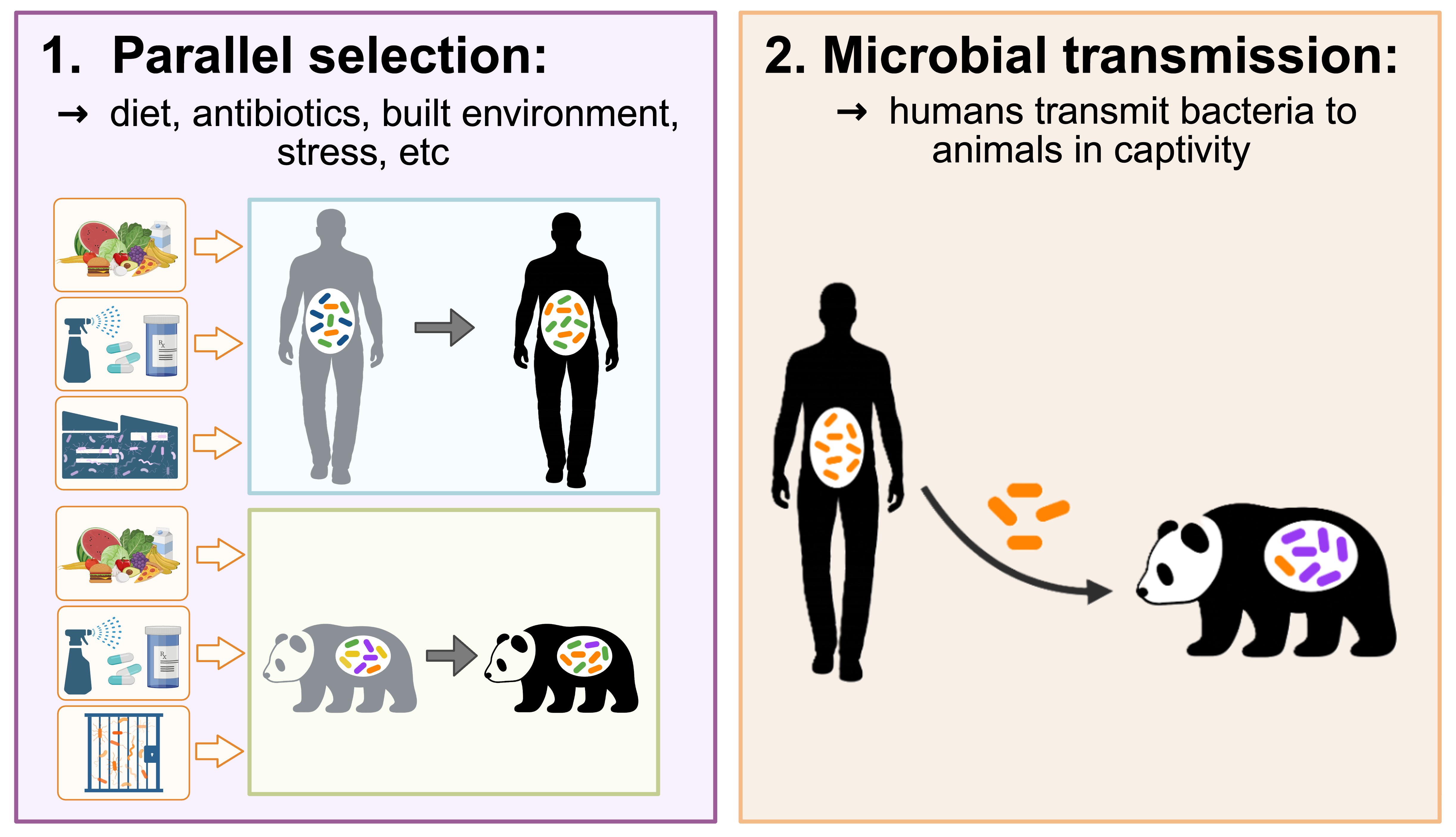 Two non-mutually exclusive explanations for the humanization of captive animal gut microbiomes: parallel ecological filtering and microbial transmission