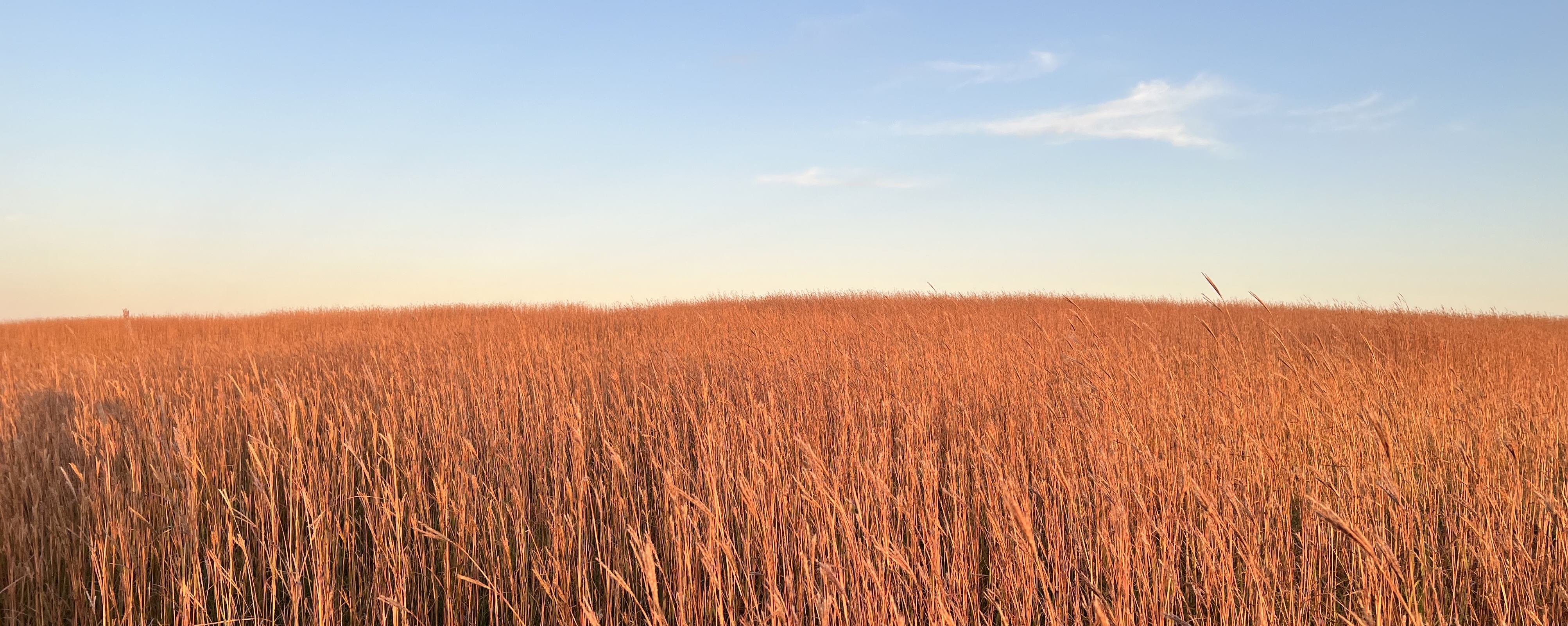 Tallgrass prairie at Spring Creek Prairie Audubon Center in Denton, Nebraska